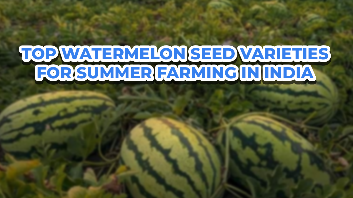 Top Watermelon Seed Varieties for Summer Farming in India